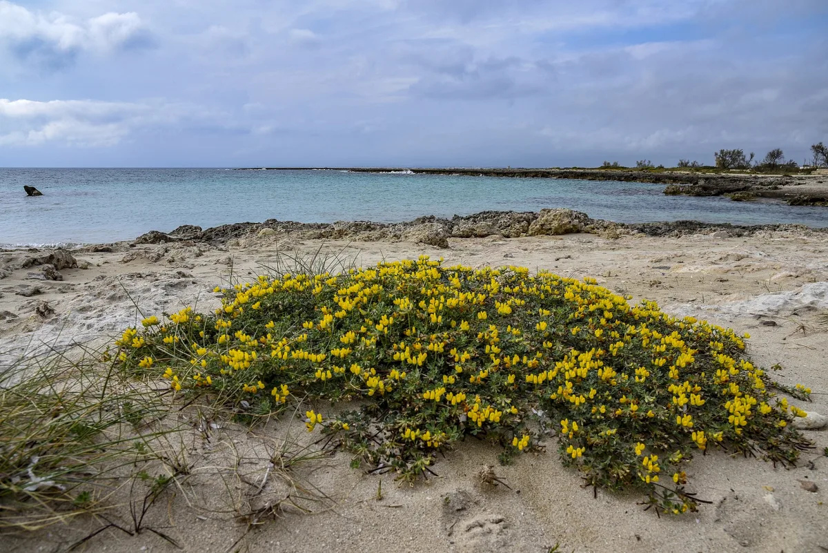 Eventi a Porto Cesareo settembre 2026: programma e date da non perdere